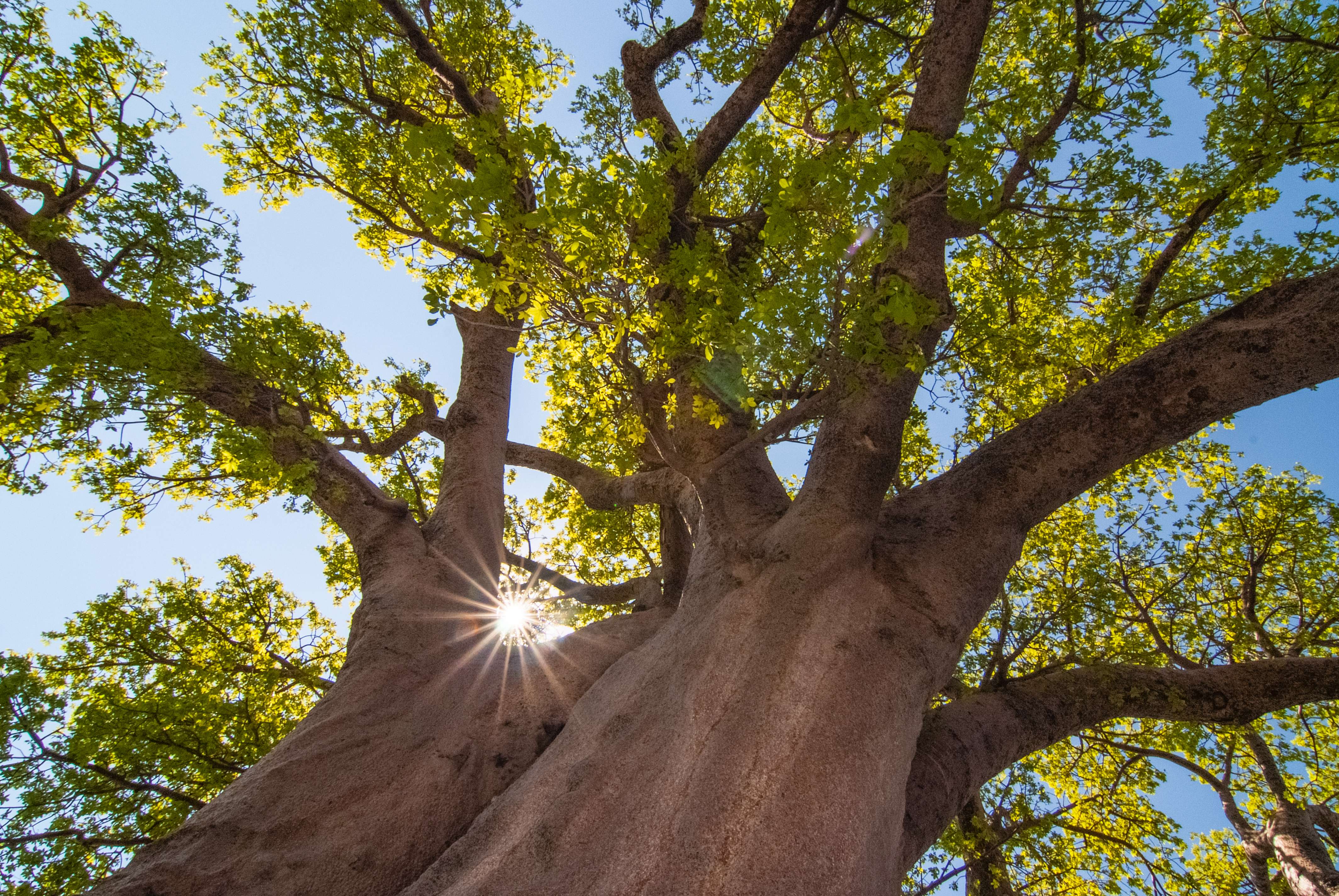 A towering baobab in the Kalahari. © Rachel Kramer/WWF-US