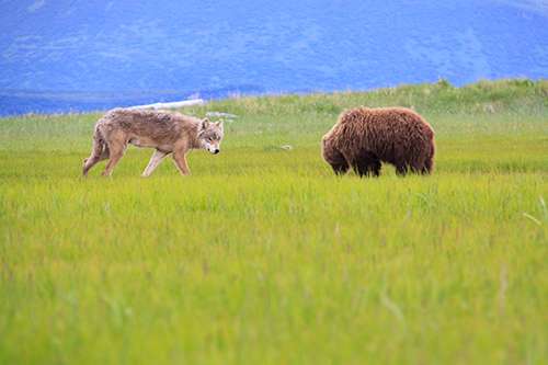 I still haven’t seen much evidence that Americans are willing to tolerate the nearness of wolves. ©Brad Josephs
