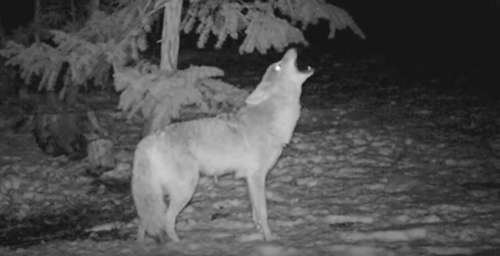 When coyotes howl, they give the impression that their pack is large. ©From the video Coyote Pack Howl by Trailcampro.com