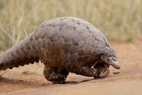 Despite protections under CITES, poaching and illegal trade in pangolins continue at a high rate. All eight species are declining and at risk of extinction. ©David Brossard, flickr