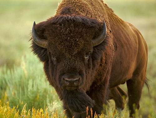 People who think bison should roam freely in America have a problem with Ted Turner, who owns his own herd. ©Henry H. Holdsworth
