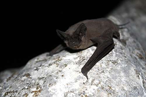 One Mexican free-tailed bat can eat about 1,000 mosquitoes per hour. ©U.S. Fish and Wildlife Service