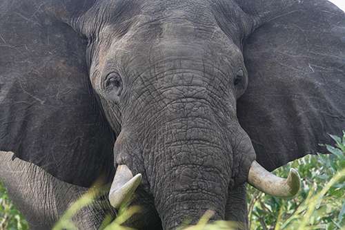 Demand from Southeast Asia has caused the price of ivory to triple since 2009. ©Brad Josephs