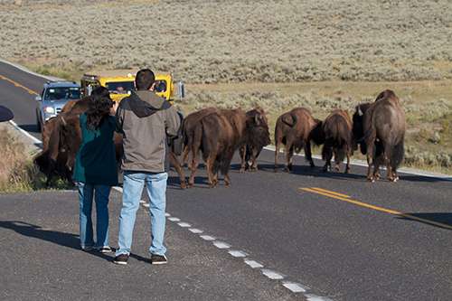 People are asked to stay 25 yards away from bison in Yellowstone National Park—but often don’t. ©Brian Gratwicke, flickr