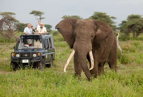 Elephant viewing is big business. When they start to disappear, Africa loses millions in tourism revenue. ©Dave Luck