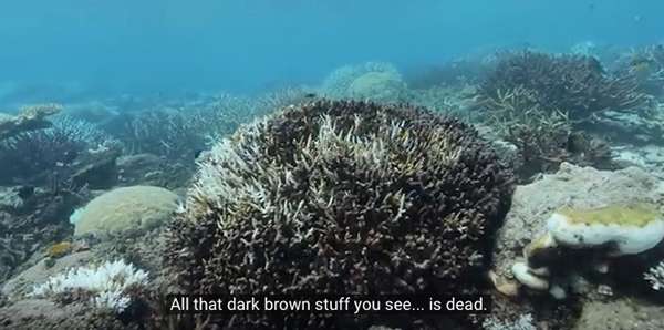 The Great Barrier Reef isn’t just threatened—50 percent is dead or dying and 93 percent is bleached. ©From the video “Tim Flannery: Reef Reality Check” by Climate Council