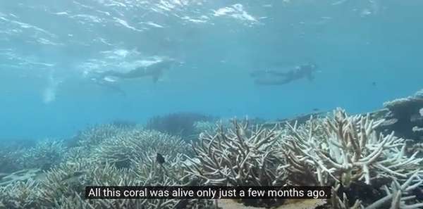 Some researchers are hoping that heat-tolerant microalgae could eventually help corals better adapt to global warming. ©From the video “Tim Flannery: Reef Reality Check” by Climate Council