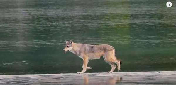 When hunting for food, coastal wolves can swim miles between islands to feast on seals and animal carcasses found on rocks. ©From the video “Rare Coastal Wolf: A Filmmaker’s Emotional Encounter,” Nat Geo Wild