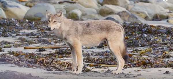 Coastal wolves inhabit one of the last places on the planet where a wild forest meets a wild ocean. ©From the video “Rare Coastal Wolf: A Filmmaker’s Emotional Encounter,” Nat Geo Wild.