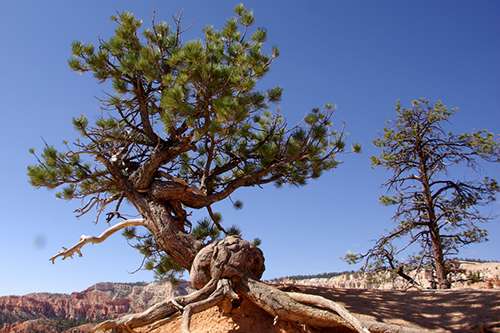 The oldest-known nonclonal tree in the world resides in California and is a bristlecone pine, such as this one in Bryce Canyon National Park, Utah. ©IvyMike, flickr