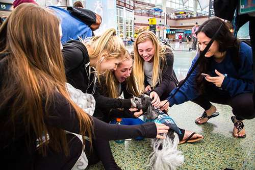 Research shows that the simple act of petting an animal has health benefits for humans. ©Denver International Airport/Facebook