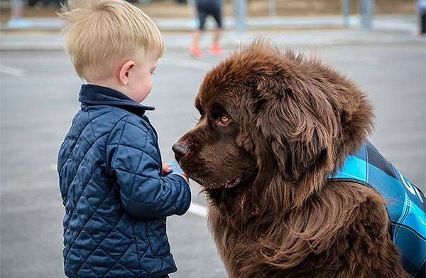 A member of the Canine Airport Therapy Squad (CATS) at Denver International Airport captivates a young traveler. ©Denver International Airport/Facebook