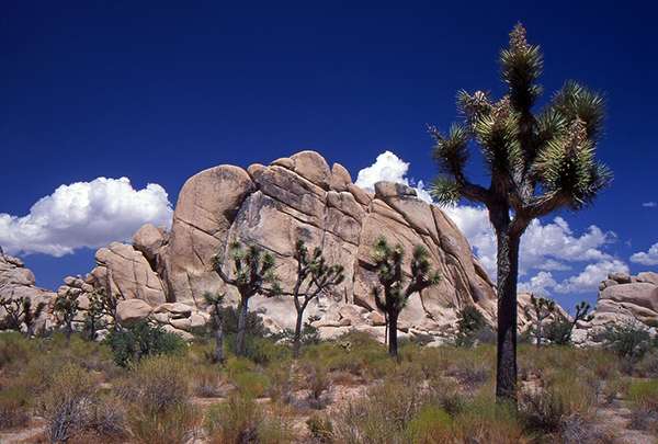 Based on climate models using a 5.4-degree Fahrenheit increase, Joshua trees could be reduced by up to 90 percent by the end of the century. Under that scenario, they would exist only in isolated pockets, scattered across the 800,000-acre Joshua Tree National Park. ©Giorgio Galeotti, flickr