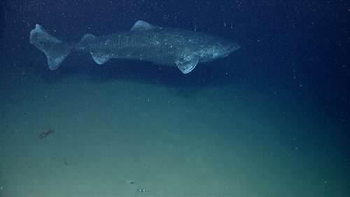 The secretive Greenland shark is now the best candidate for the longest living vertebrate animal. ©NOAA Photo Library