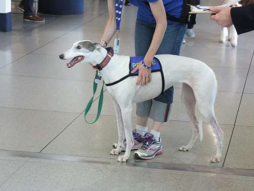 At the Charlotte-Douglas International Airport, Ellie the Greyhound is employed as part of the CLT Canine Crew. ©Charlotte-Douglas International Airport/Facebook