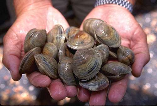 Ming was a 400-year-old quahog clam, also known as a round clam or hard-shell (or hard-shelled) clam. ©Ken Hammond, USDA