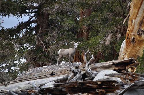 Sierra Nevada bighorn sheep are once again at home in Yosemite National Park after a 100-year absence. ©Chris Horsch, U.S. Fish & Wildlife Service