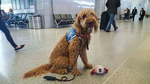 The Wag Brigade team at SFO wears blue, “Pet Me” vests that encourage travelers to engage with them. ©San Francisco International Airport/Facebook