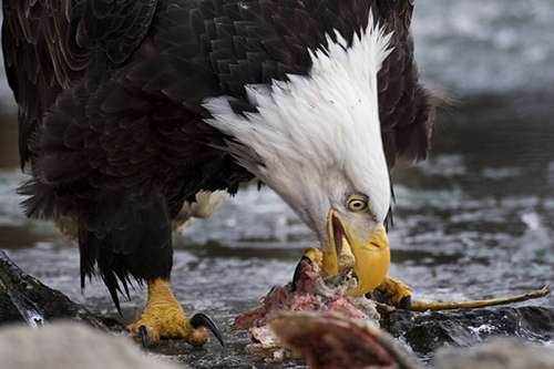 In the wild, eagles eat fish and carrion. ©Rollin Bannow/USFS