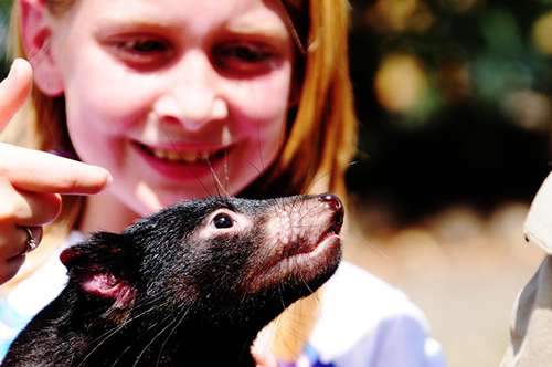 Tourists will pay money to get close to wildlife, such as Tasmanian devils, now found in the wild only in the state of Tasmania. ©Gopal Vijayaraghavan, flickr 
