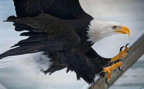Talons are designed to carry things. For an eagle, that means the soft flesh of prey. ©Justin Connaher