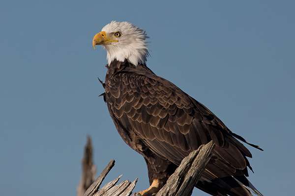In an innovative program, Dutch police are using eagles to disable dangerous and illegal drones. ©Peter Pearsall/USFWS