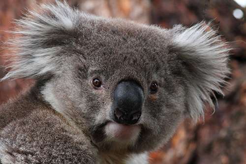 In Australia, koala-related tourism alone generates at least $1.1 billion per year. ©Wayne Butterworth, flickr