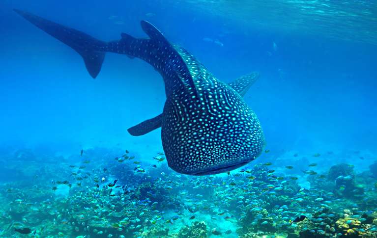 Frequently Asked Questions | Swimming with Mexico's Whale Sharks