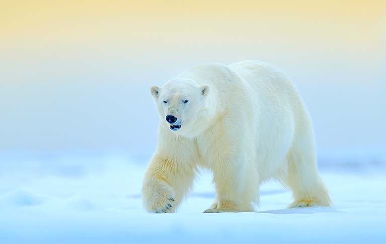 Polar Bear Tours | Natural Habitat Adventures