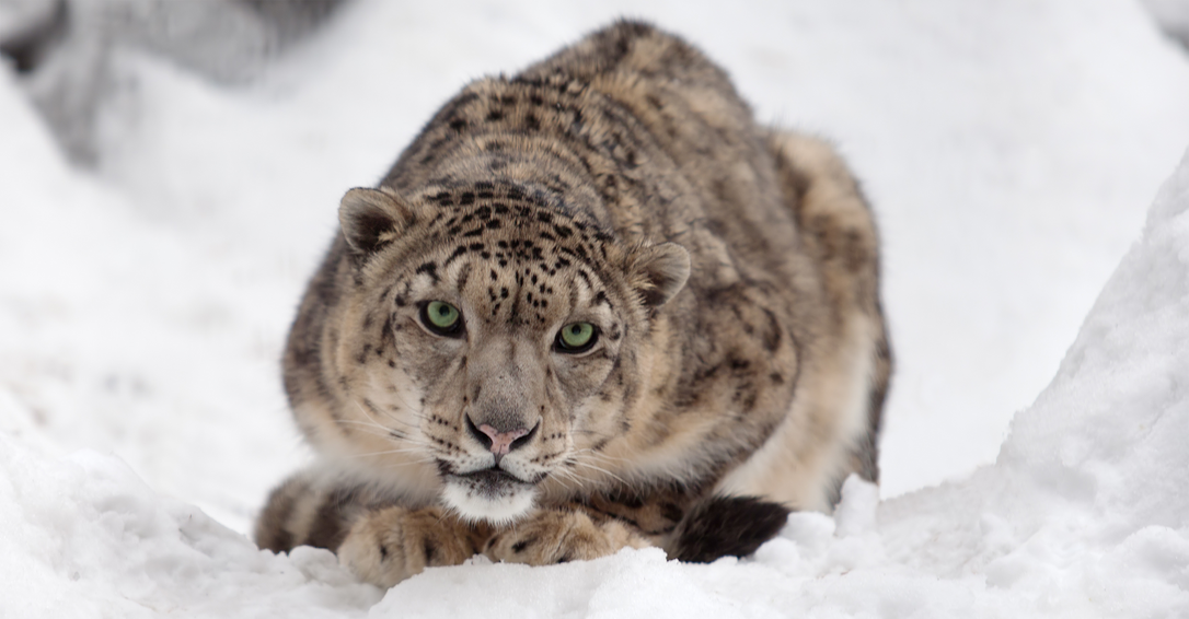 Arctic Leopard – Russian Cold Camo