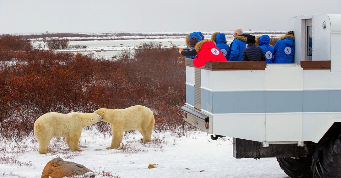 Conservation Journey: Polar Bears