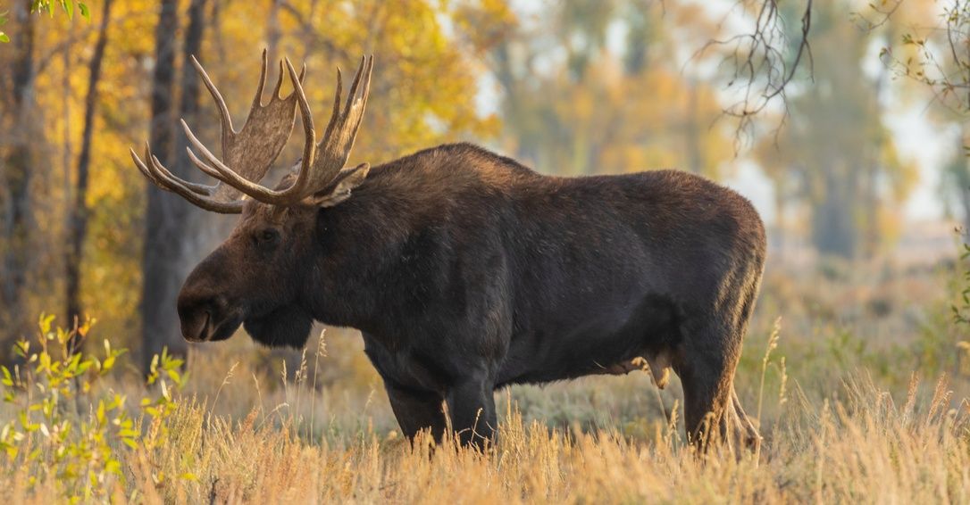 Moose Shed Its Antlers: Unveiling the Mysteries Behind Nature's Seasonal Transformation