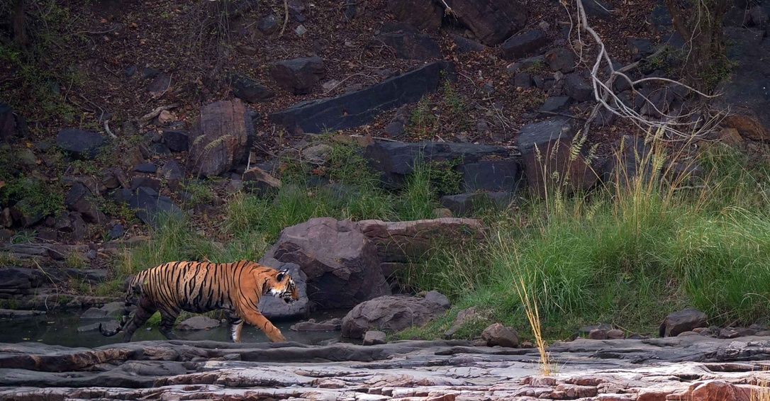 The tiger in the snow: Cameras capture abundance of life in a Himalayan  refuge
