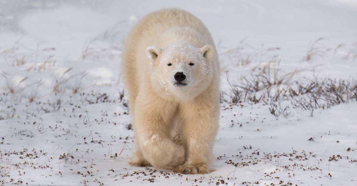 Churchill Polar Bear Tours Natural Habitat Adventures
