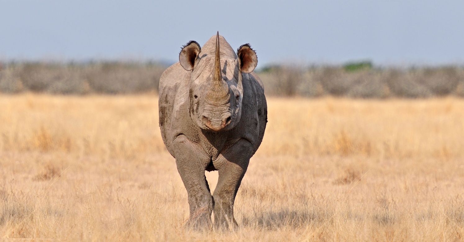 Beyond's rhino rescue efforts rewarded: Travel Weekly Asia