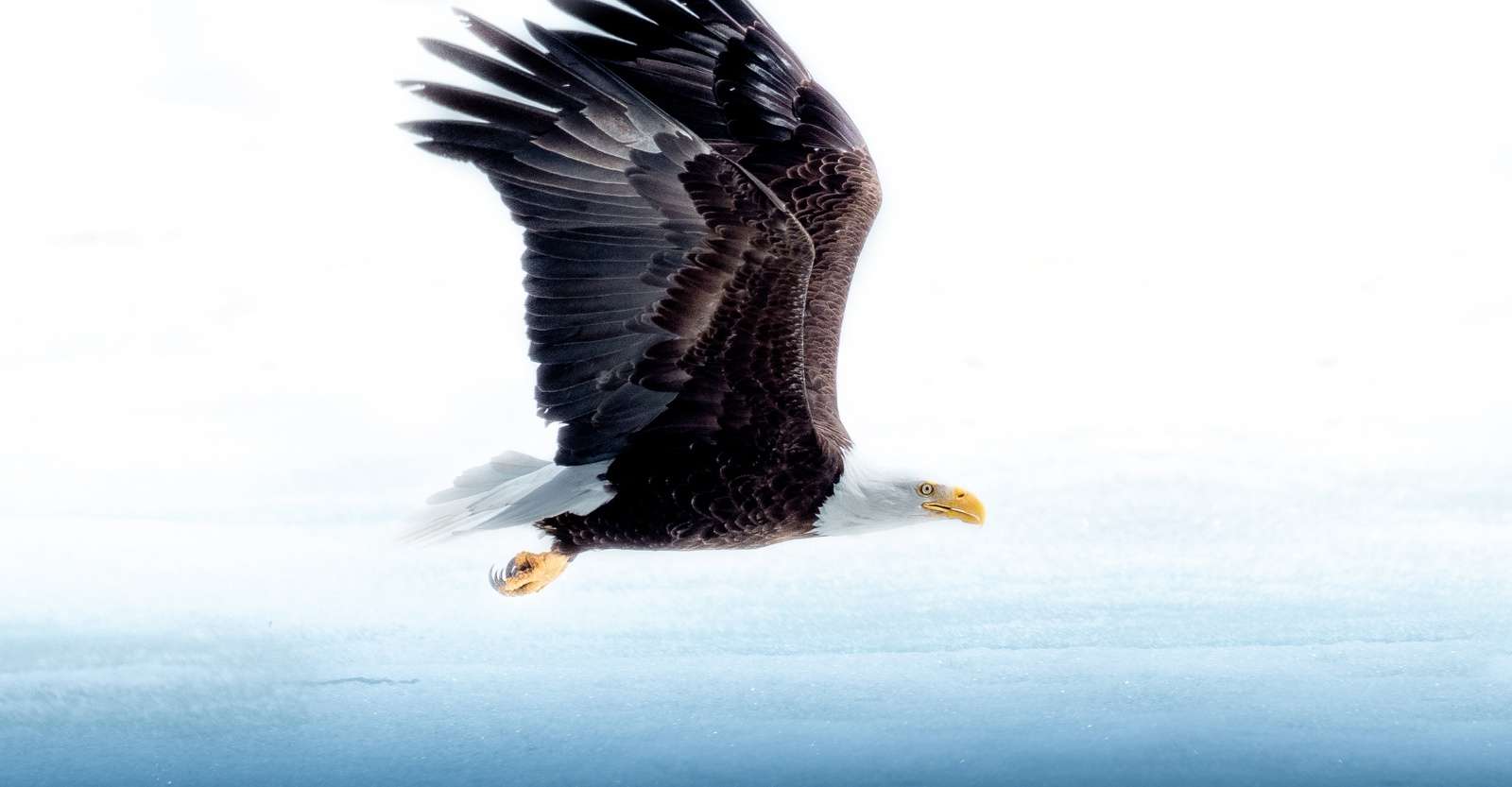 American bald eagle, Kodiak Island, Alaska.