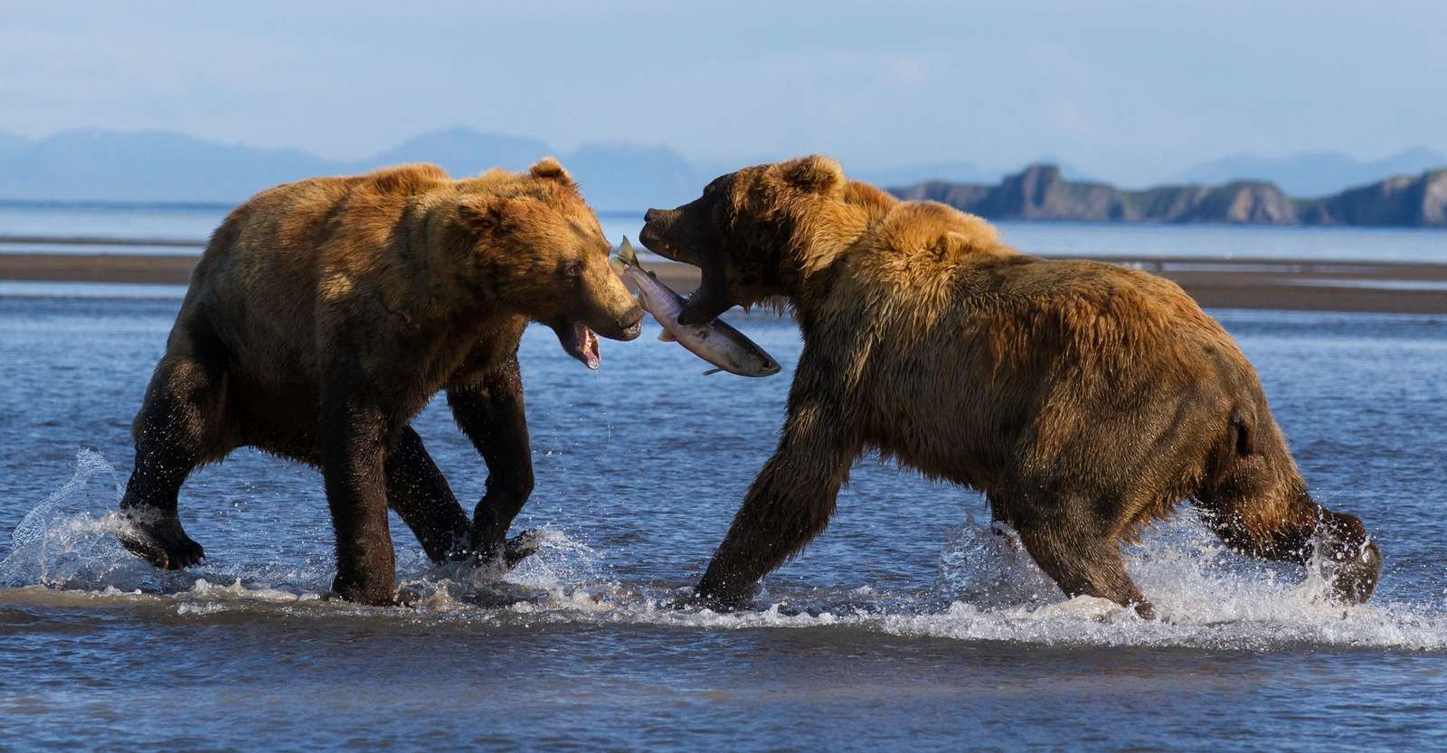 Brown bears, Katmai National Park, Alaska.