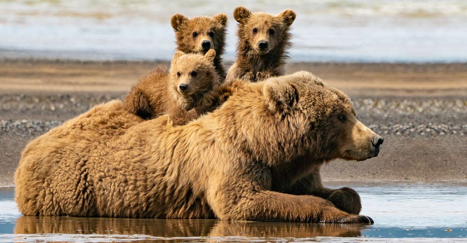 Brown bear and cubs, Nat Hab