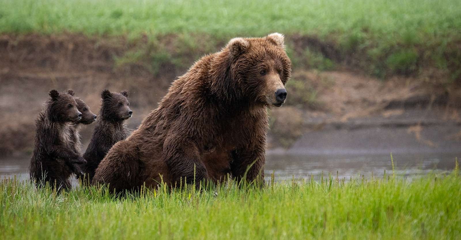 Brown bear with cubs, Nat Hab