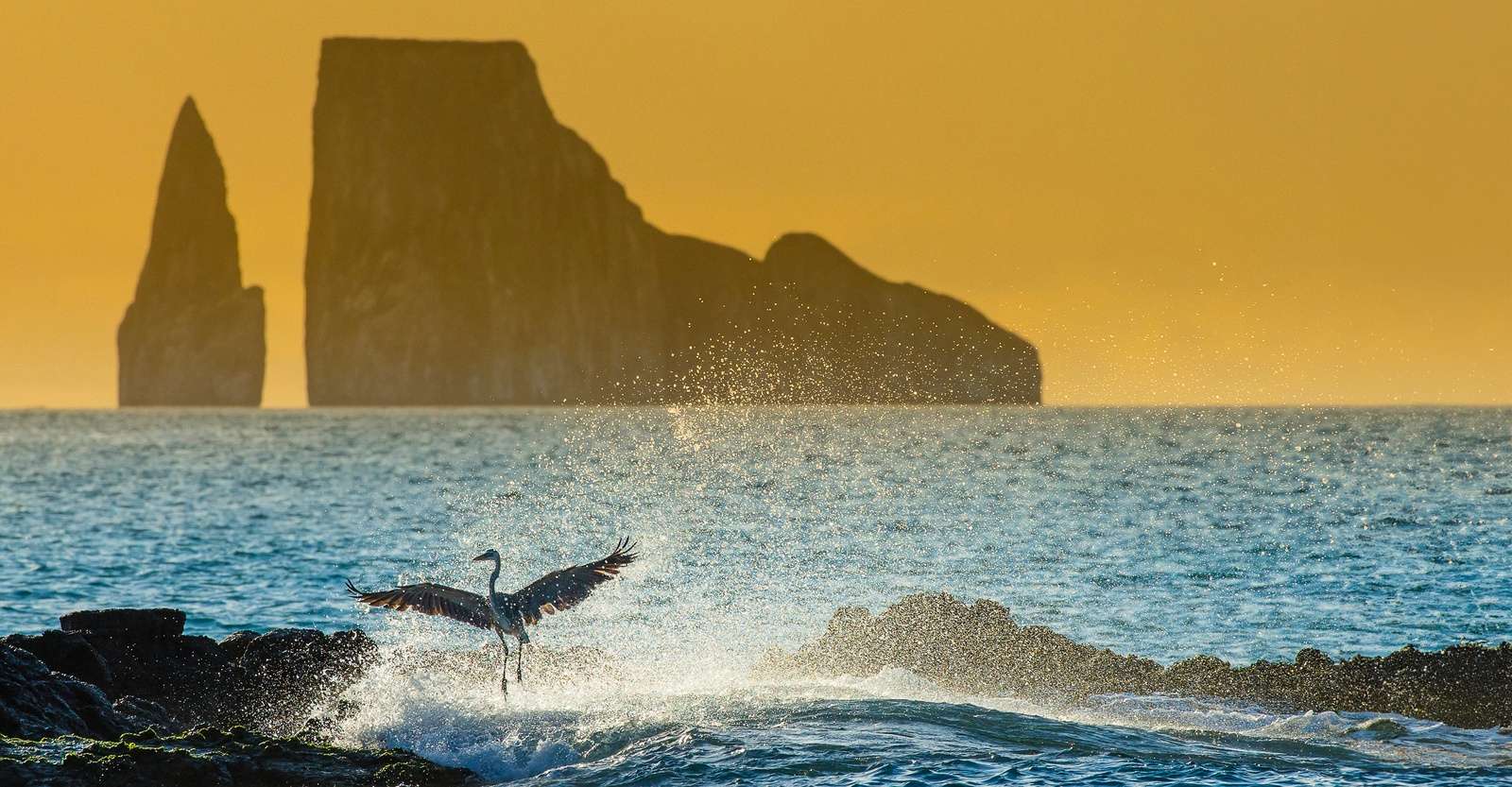 Great blue heron and Kicker Rock, San Cristobal, Galapagos, Ecuador.
