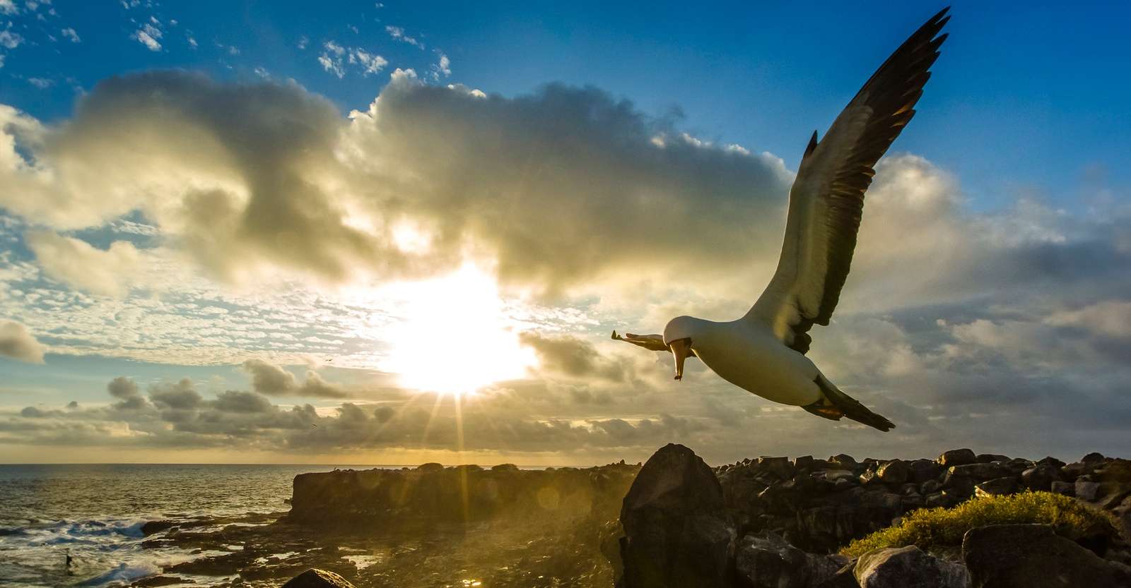 Albatross, Española Island, Galapagos, Ecuador.