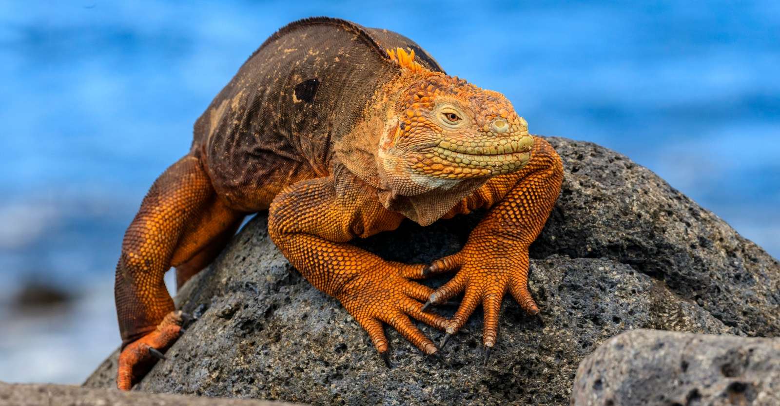 Galapagos land iguana, North Seymour Island, Galapagos, Ecuador.