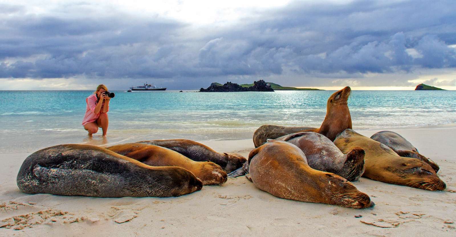 Nat Hab guest and Galapagos sea lions, Isabela Island, Galapagos, Ecuador.