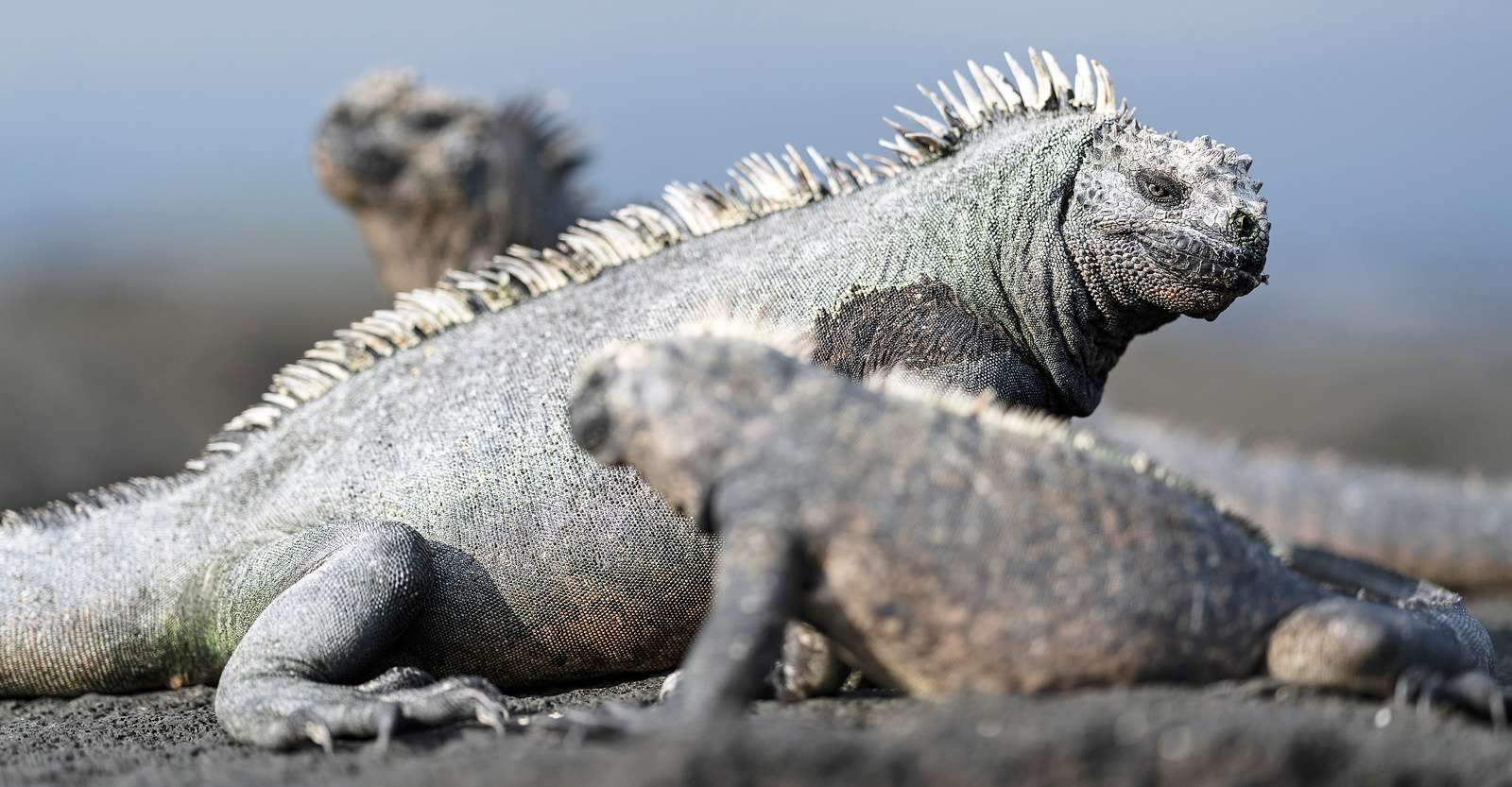 Marine iguanas, Isabela Island, Galapagos, Ecuador.