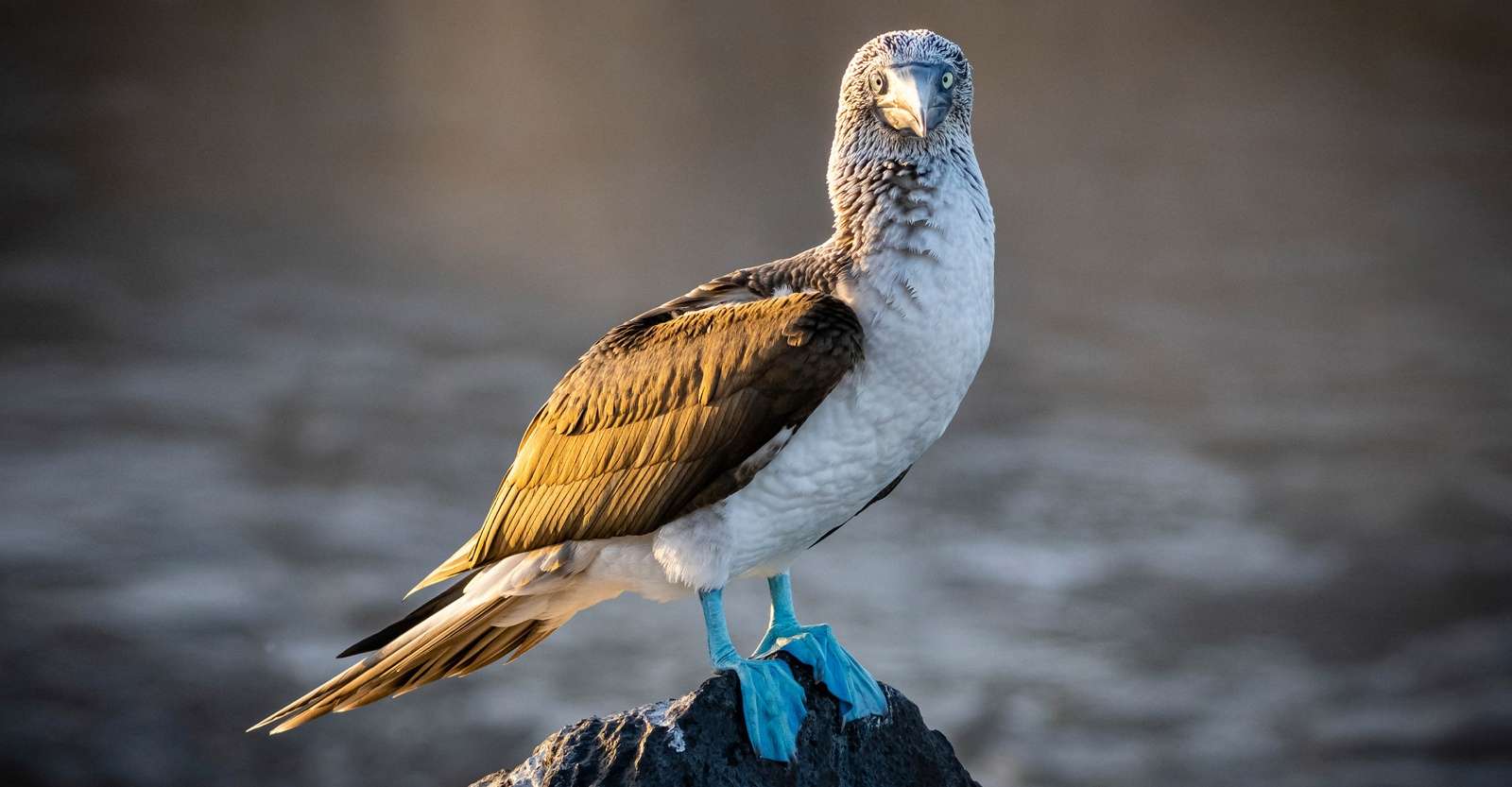 Blue-footed booby, San Cristobal Island, Galapagos, Ecuador.