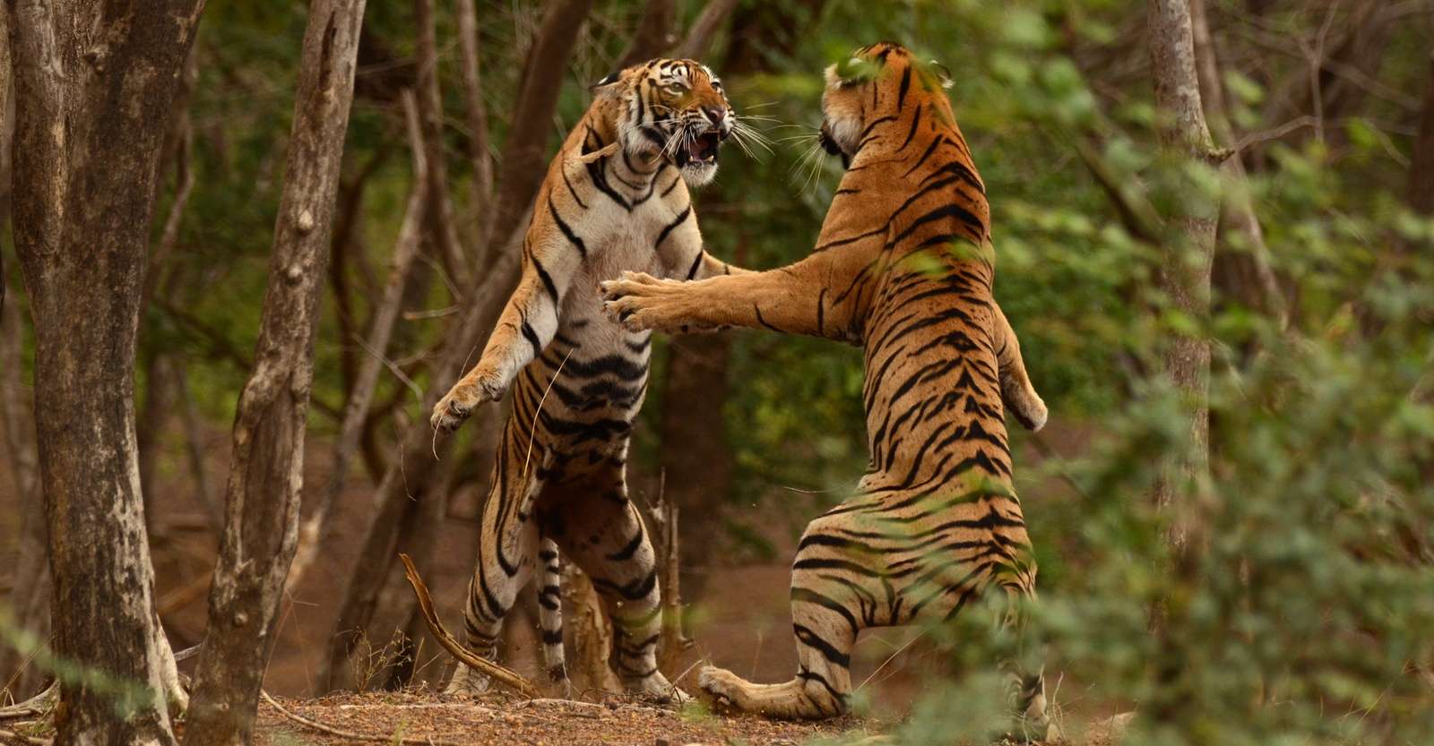 Bengal tigers, Ranthambore National Park, India.