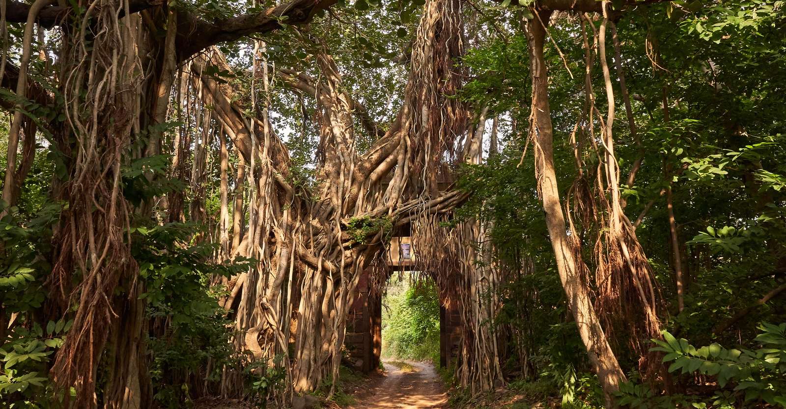 Banyan trees, Ranthambore National Park, India.