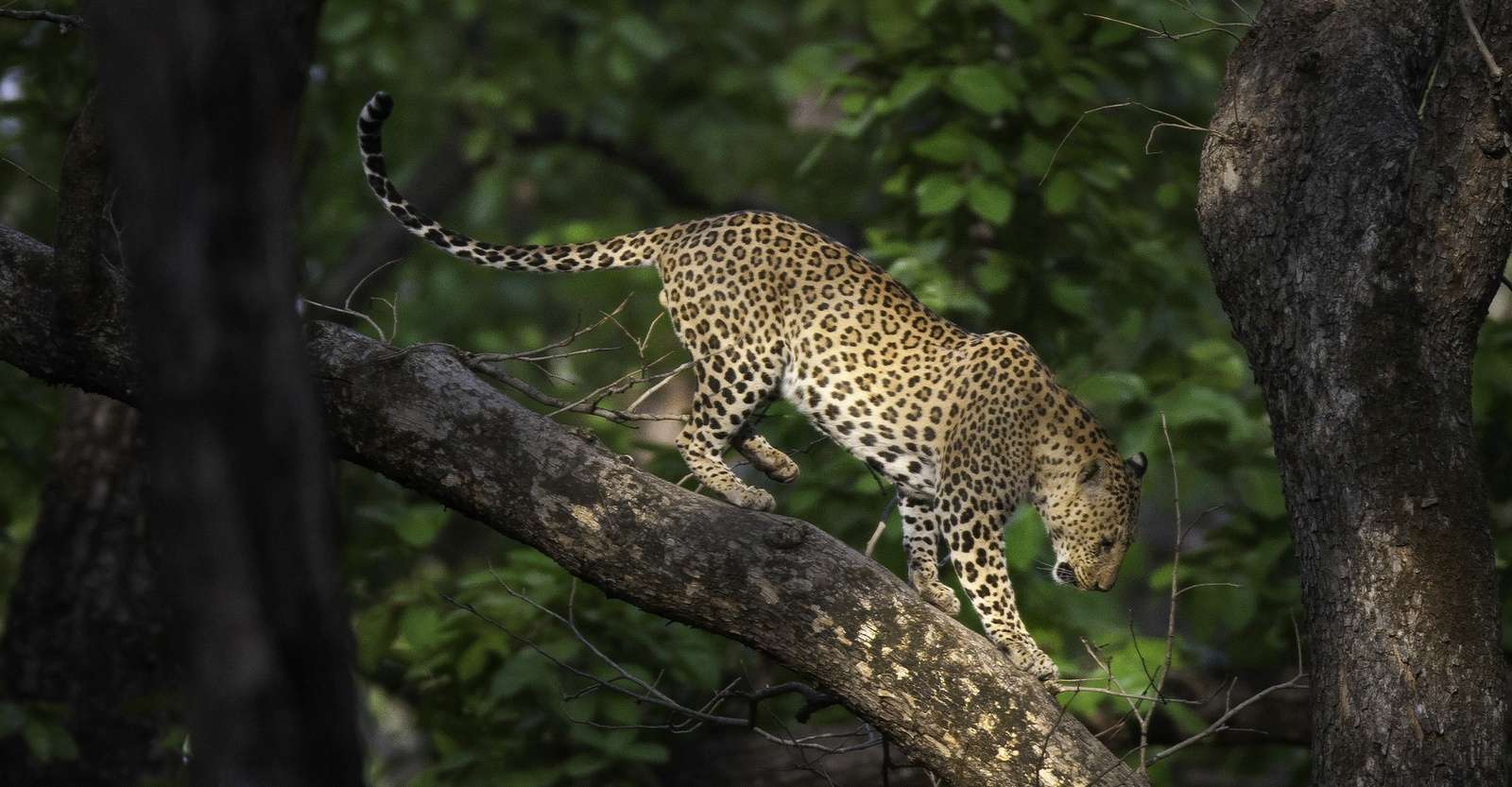 Leopard, Jhalana Leopard Reserve, India.
