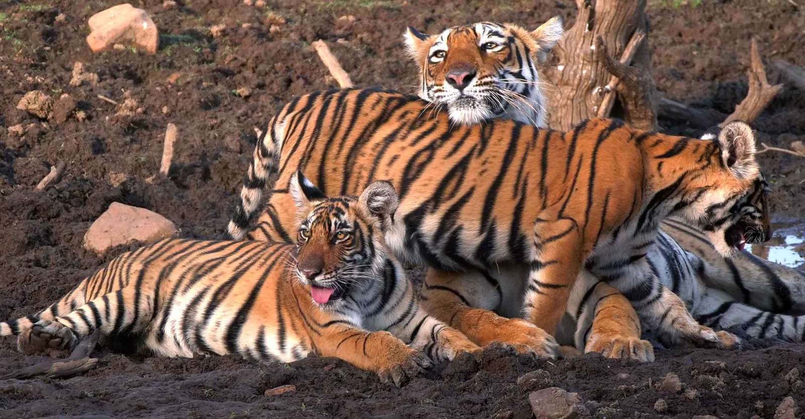 Bengal tiger and cubs, Ranthambore National Park, India.