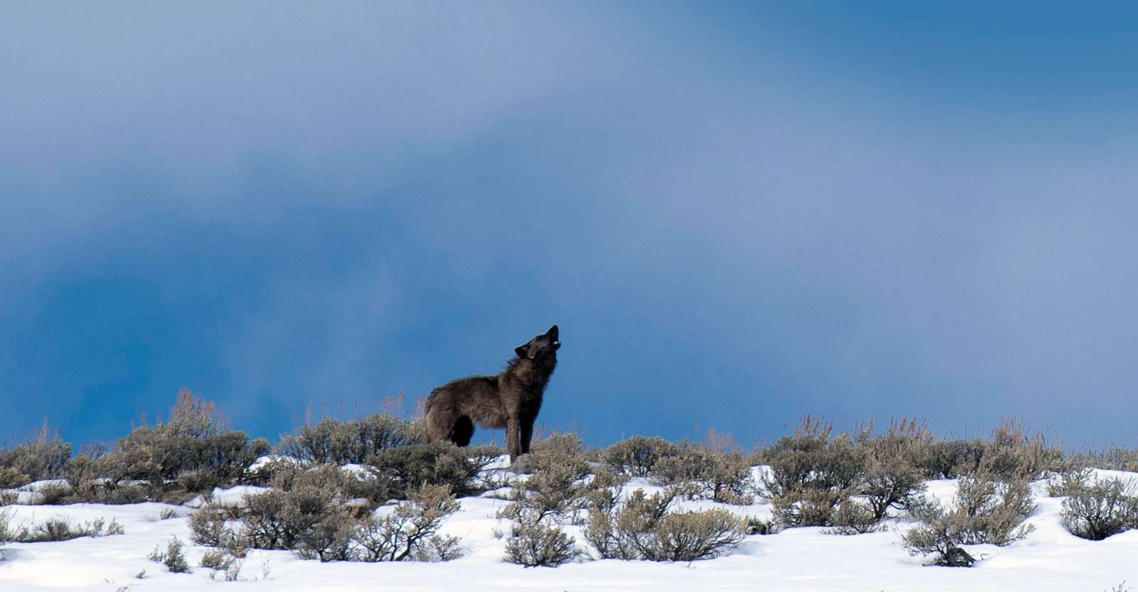 Black-coated gray wolf, Yellowstone National Park, Wyoming.
